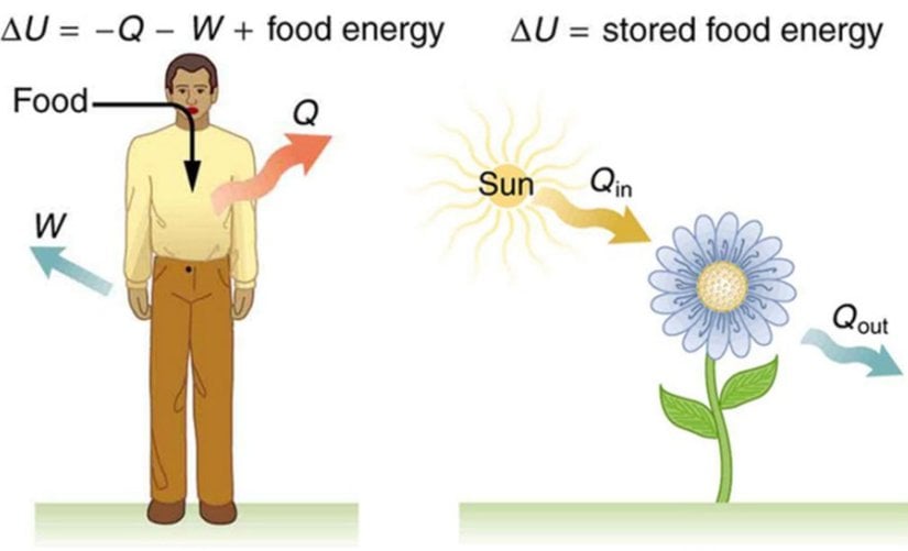 Canlılar, açık sistemlerdir; kapalı veya izole sistemler değil. Dolayısıyla entropileri artmak zorunda değildir.