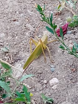 Çekirgelerin arkasında neden iğne benzeri bir yapı var?