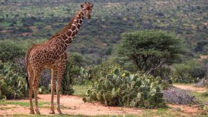 Giraffes Face New Threats And Protection Proposal