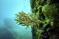 A primer on what the high seas treaty is and how it will work