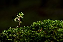 Yerel Tohumlar Gelecekteki Gıda Güvenliğinin Anahtarı Olabilir!