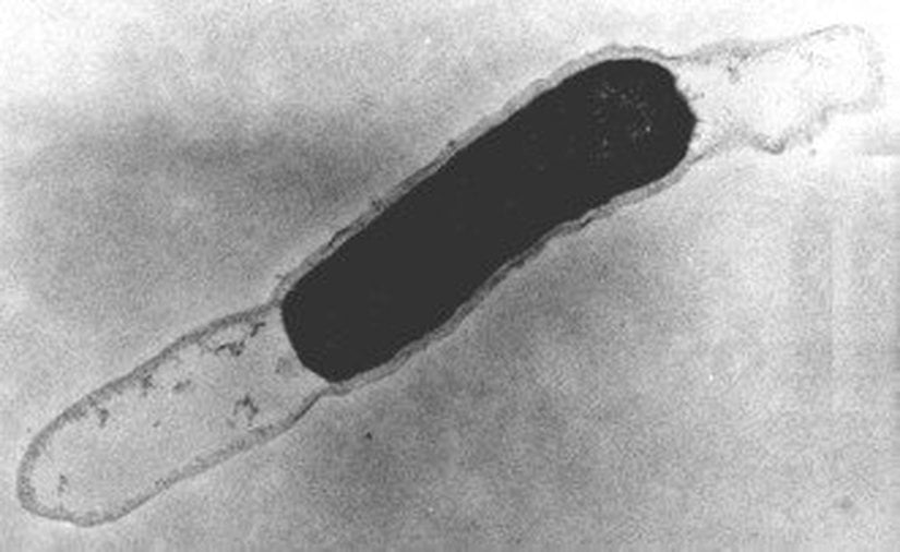 Picrophilus torridus