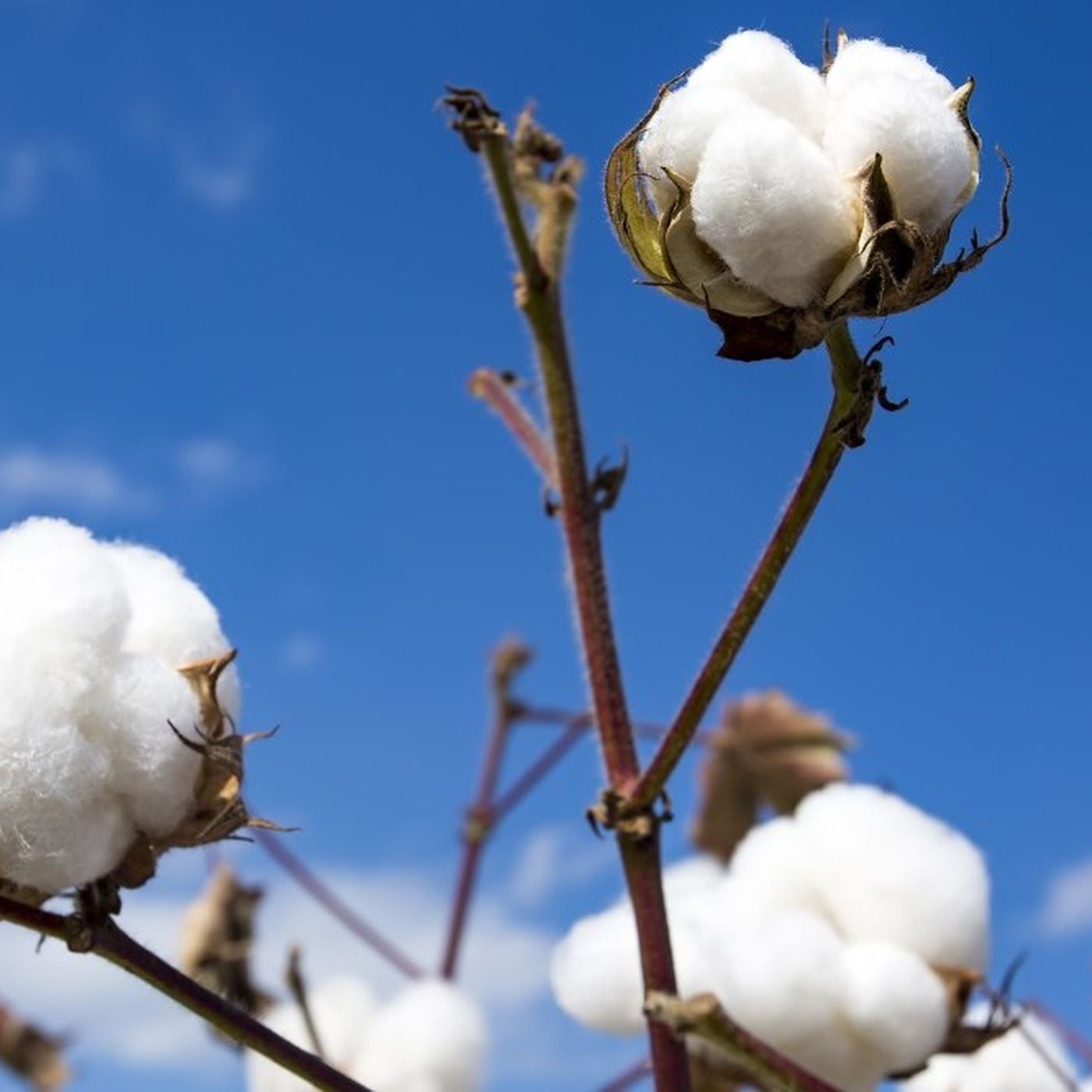 1 Kilo Demir, 1 Kilo Pamuk ile Eşit Kütleye Sahiptir ama Daha Ağır