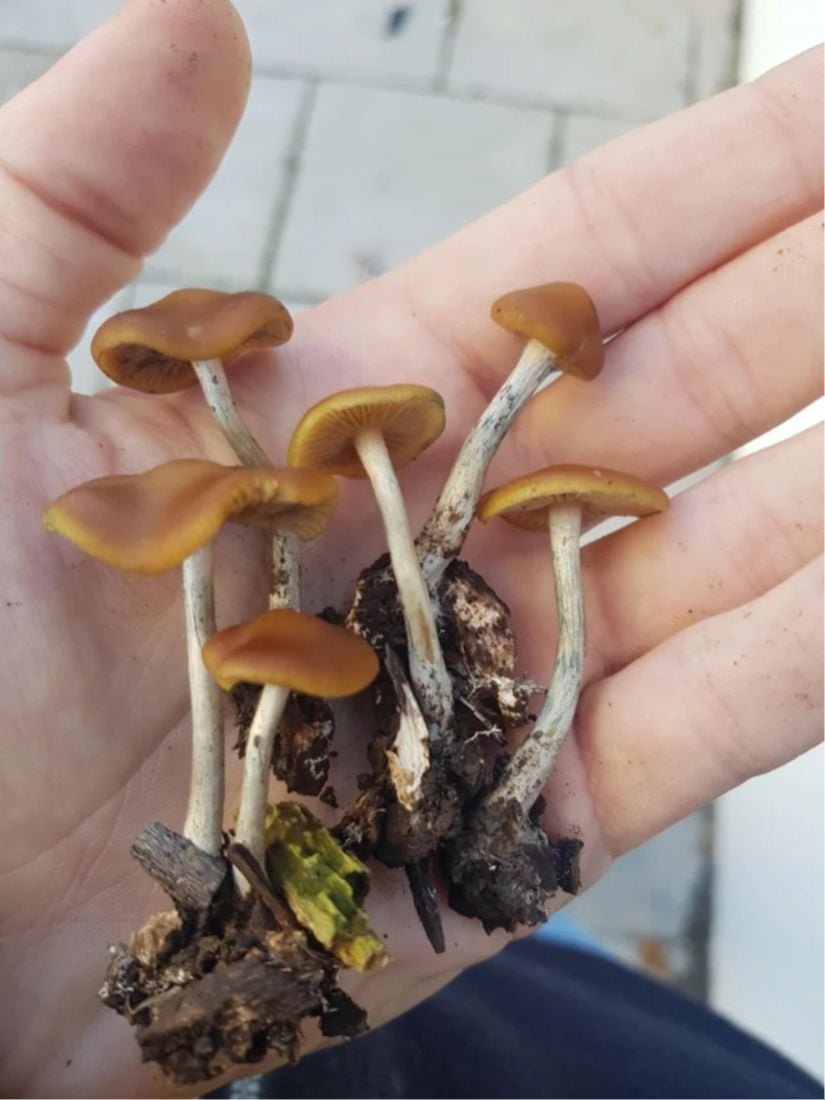 Psilocybe cyanescens türü sihirli mantarlar.