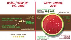 Karpuz, Yapay Seçilim Yoluyla Nasıl Evrimleşti? Rönesans Tabloları, Karpuzların Ata ve Kuzenlerini Araştırmamıza Nasıl Yardımcı Olabilir?