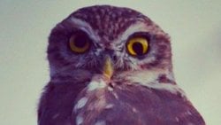 Kukumav (Athene noctua)