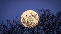 Your pictures: Wolf supermoon dazzles winter skies