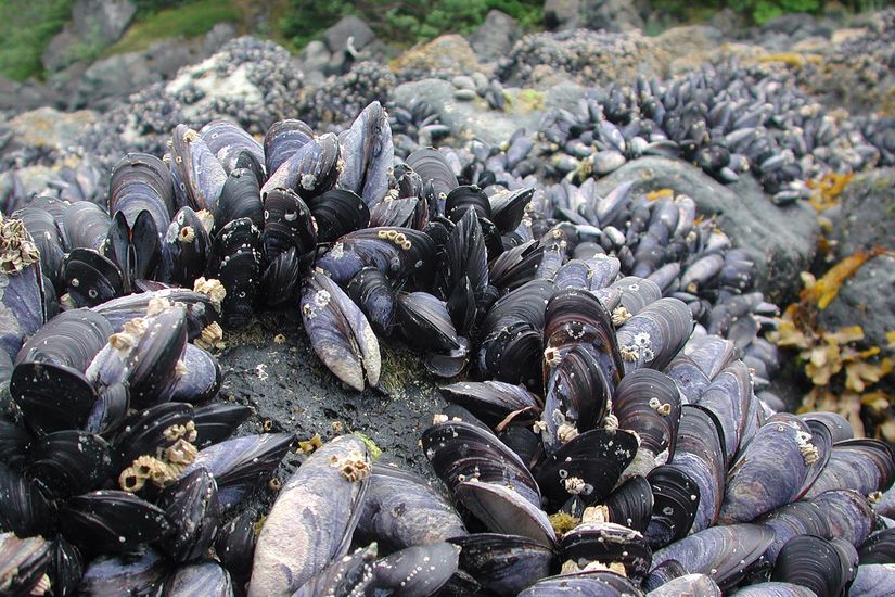 Benzer şekilde, bulaşıcı kanserden etkilenen pasifik mavi midyesi (Mytilus trossulus)