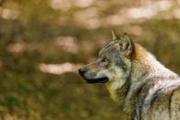 Leserreporter macht Video: Wolf in Thuner Quartier gesichtet
