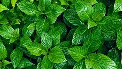 Bitkilər Torpağa Buraxdıqları Kimyəvi Maddələrlə Böyümələrinə Kömək Edən Faydalı Bakteriyaları Cəlb Edirlər!