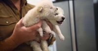 Loups préhistoriques recréés en laboratoire : « des OGM de loup gris »