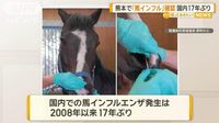 熊本で「馬インフル」確認　国内17年ぶり