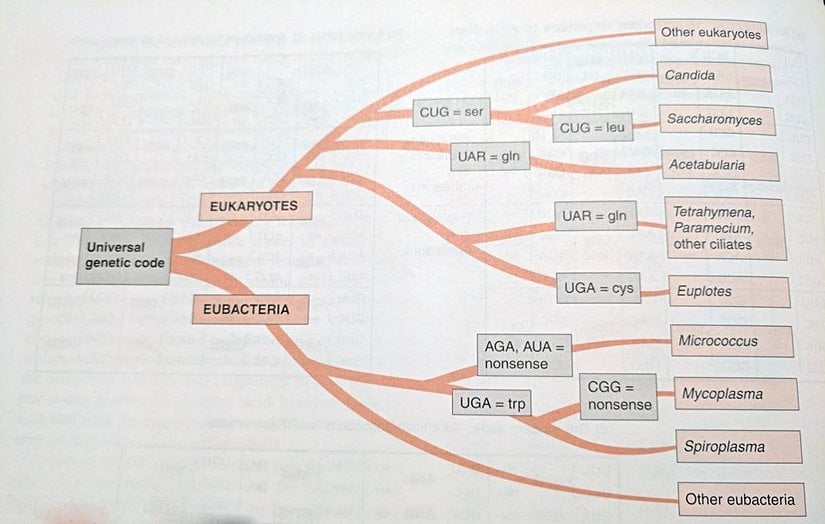 Evrensel Genetik Dilin Evrimindeki Olası Ara Basamaklar