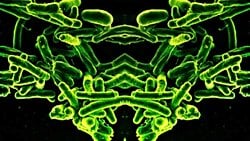 Ayna Yaşam Formları Kulağa Bilimkurgu Gibi Gelebilir, Ancak Bilim İnsanları Bu Formların İnsanlar İçin Ölümcül Olabileceği ve Çevreyi Yok Edebileceği Konusunda Uyarıyor!