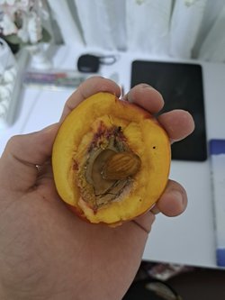 Badem ve şeftali nasıl aynı anda büyüyebilir? Farklı iki meyvenin çekirdeği nasıl bir araya gelip tek meyve veriyor?