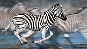 Zebralar ve Evrim: Zebralar Neden Çizgilidir? Zebralar ve Desenleri Nasıl Evrimleşti?