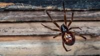 New Nightmare Fuel Unlocked: Watch The First Known Capture Of A Shrew By A False Widow Spider