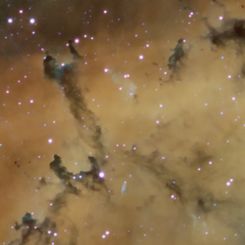 Dust Sculptures in the Rosette Nebula