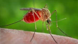 Caribbean Islands Mobilize Against Oropouche Virus Threat