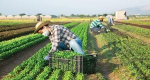 Italy Faces Crisis With Agricultural Labor Shortage