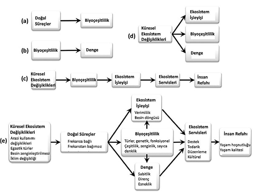 Görsel 2. Kapsamlı bir kavramsal çerçeve geliştirmek için dört ekolojik alandan kavramların sentezi (oklar nedensel ilişkileri temsil etmektedir): (A) Biyoçeşitliliğin devamlılığı araştırmaları, biyoçeşitlilikte doğal süreçlerin etkilerine odaklanmıştır. (B) Biyoçeşitlilik-denge araştırmaları biyoçeşitliliğin denge üzerindeki etkilerine odaklanmıştır. (C) Biyoçeşitlilik-ekosistem işleyişi araştırmaları biyoçeşitliliğin ekosistem işleyişi üzerindeki etkilerine ve bu ilişki bazında, küresel ekosistem değişikliklerinin, insanoğlunun refahını nasıl etkilediğine odaklanmıştır (Naeem et al. 2009). (D) Küresel değişim ekolojisi küresel ekosistem değişikliklerinin biyoçeşitlilik, ekosistem işleyişi ve dengesi üzerindeki etkilerine odaklanmıştır. (E) Daha önce açıklanan ilişkileri birleştiren kapsamlı bir çerçeve ekosistemleri anlama, koruma ve iyileştirme yeteneğimizi artırabilir.