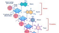 DNA NEDEN HÜCRELERİMİZİN YÖNETİCİ MOLEKÜLÜDÜR?