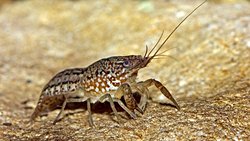 Eşeysiz Üreyen Kerevit Hızla Yayılıyor: Evrim, Klonlama ve Dünya'nın İşgali!