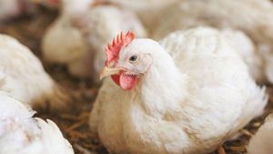 Optimizing Exogenous Proteases Enhances Broiler Diet Digestibility