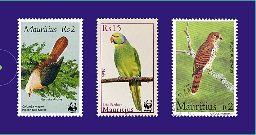 Soldan sağa: Pembe güvercin (Nesoenas mayeri), Morityus yeşil papağanı (Psittacula eques) ve Madagaskar kerkenezi (Falco newtoni).