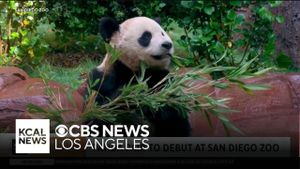 Giant Pandas Yun Chuan And Xin Bao Make Their Debut At San Diego Zoo