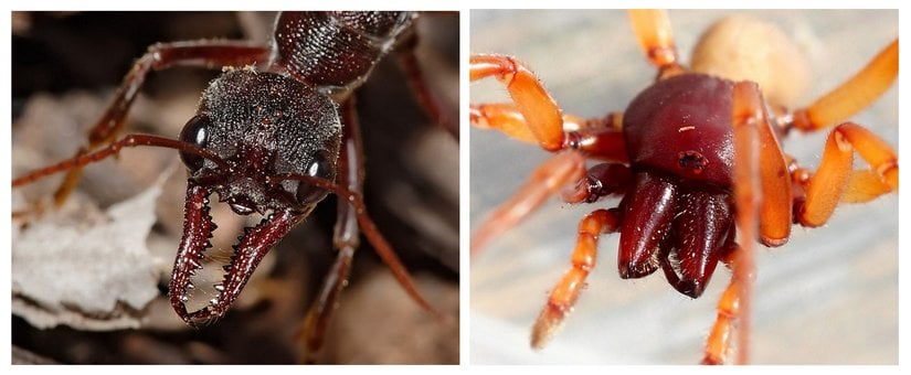 Mandibula ve şeliser/keliser yapısı