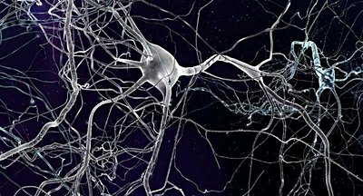 İnsan Beyninde Yeni Hücre Türleri Keşfedildi!