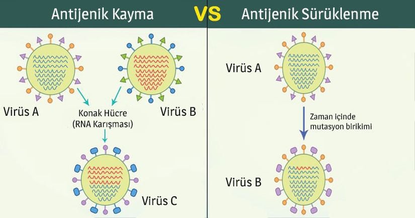 Antijenik Kayma ile Antijenik Sürüklenme farkı