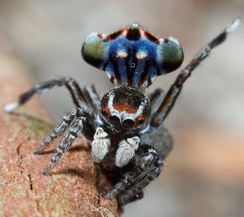 Maratus harrisi