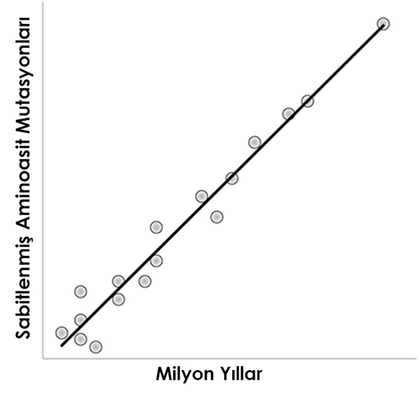 Görsel 1. Moleküler saat işlerken, bir protein dizisinin sabitlenmiş amino asit mutasyonlarının sayısı (dikey eksen) zamanın bir fonksiyonu olarak (yatay eksen) artar.   Bunun sonucunda moleküler evrim hızının sabit olması beklenir (kalın çizgi). Her bir nokta, bir proteinin ıraksak evrimsel soy hattını temsil etmektedir. Çizginin dışında kalan ıraksak evrimsel soy hatlarındaki proteinler, moleküler saat teorisinden sapmaları temsil eder. Çizginin sol tarafında kalan soy hatlarının evrimsel değişim hızının artması, sağ tarafında kalanlarınınkinin ise azalması beklenir. 2013 Nature Education ve Graur & Li 2000