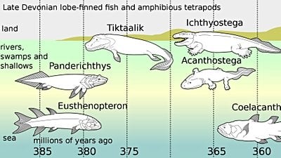 Tiktaalik roseae İlk Ayaklı Atamız Değil miydi?