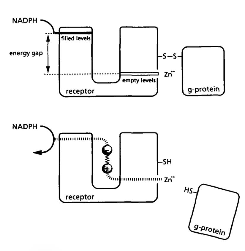 Turin’in koku reseptörleri için öne sürdüğü biyolojik IETS (inelastik elektron tünelleme spektroskop) şeması. Koku reseptörü proteini, NADPH gibi bir elektron vericisinden elektron alır. Bağlanma bölgesi boşken uygun enerji seviyeleri olmadığından reseptör üzerinde tünelleme yapamaz. Koku molekülü bağlandığında bu molekülün titreşim modu elektronlara enerji kaybettirerek tünellemeye olanak sağlar (Yalnızca titreșim enerjisi elektroların enerji farkına eşit olduğunda). Elektronlar reseptör içinden geçer ve çinko aracılığıyla disülfit köprüsünü indirgeyerek G-proteini serbest bırakır. Serbest kalan G-proteini ise koku algısını oluşturacak sinyal iletimini başlatır.