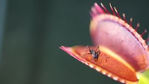 Unlocking The Venus Flytrap: Insights Into Nature's Snapping Mechanism