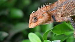 evrim teorisi ve biyolojik yapısı