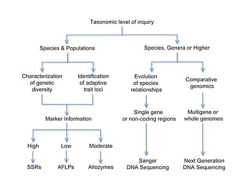 Şekil 6: Karar ağacı.