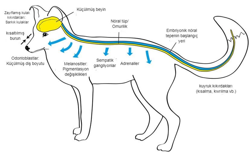 Köpeklerde evcilleştirme sendromunun etkileri