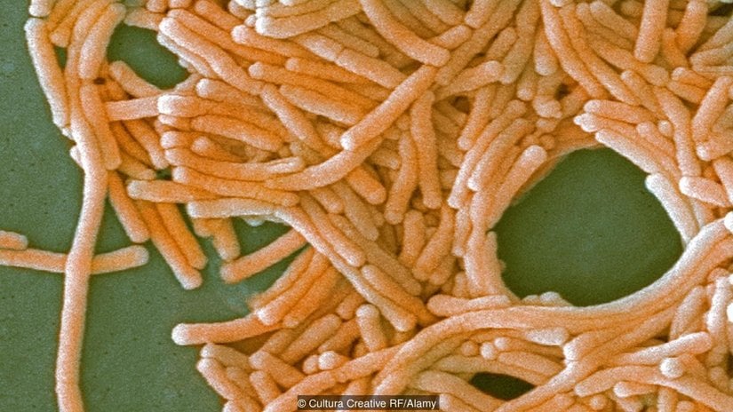 Tüm canlılar hücrelerden meydana gelmiştir.