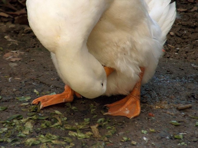 Ördeklerde gaga yoluyla mastürbasyon görülür.