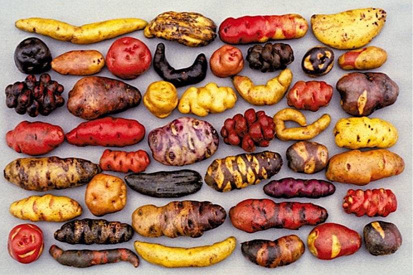 Mısır ve Patates Çeşitliliği