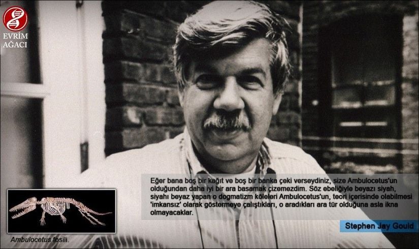 &quot;Eğer bana boş bir kağıt ve boş bir banka çeki verseydiniz, size Ambulocetus'un olduğundan daha iyi bir ara basamak çizemezdim. Söz ebeliğiyle beyazı siyah, siyahı beyaz yapan o dogmatizm köleleri Ambulocetus'un, teori içerisinde olabilmesi 'imkansız' olarak göstermeye çalıştıkları, o aradıkları ara tür olduğuna asla ikna olmayacaklar.&quot; - Stephen Jay Gould (Natural History dergisi, Mayıs 1994)