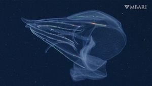 Jellyfish Unite Through Incredible Fusion After Injury