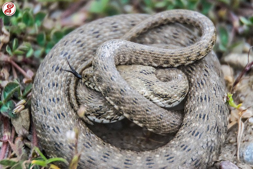 Yavru bireyin savunma pozisyonu, Zonguldak/Filyos.