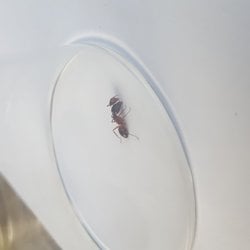 Bu karınca niye iki kafalı?