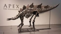 Şimdiye kadarki 'en pahalı' dinozor fosili, açık artırmada 44,6 milyon dolara satıldı