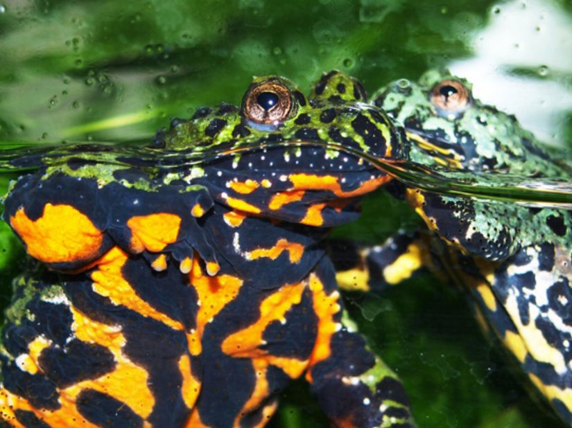 Şekil 19.4.4 : Kızılca kurbağanın karnında, potansiyel avcıları zehirli olduğu konusunda uyaran parlak bir renk bulunur.